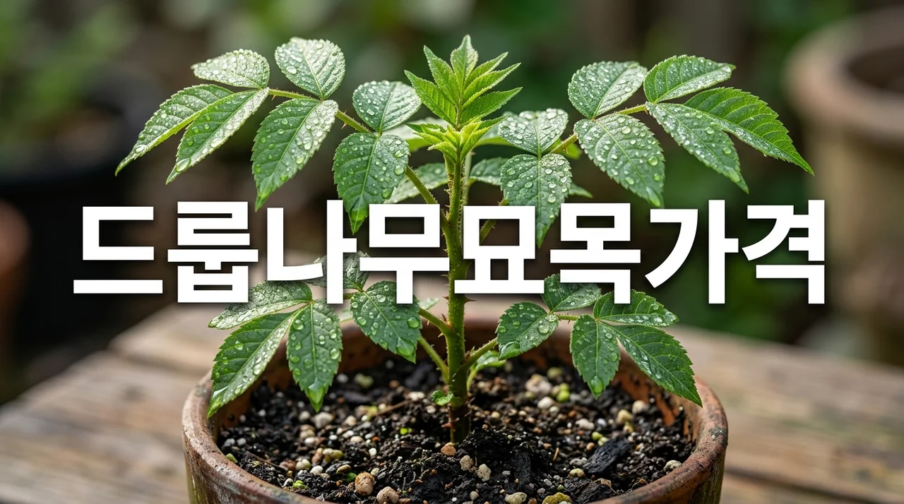 2026년 드룹나무묘목가격 및 수익형 재배 성공 가이드
