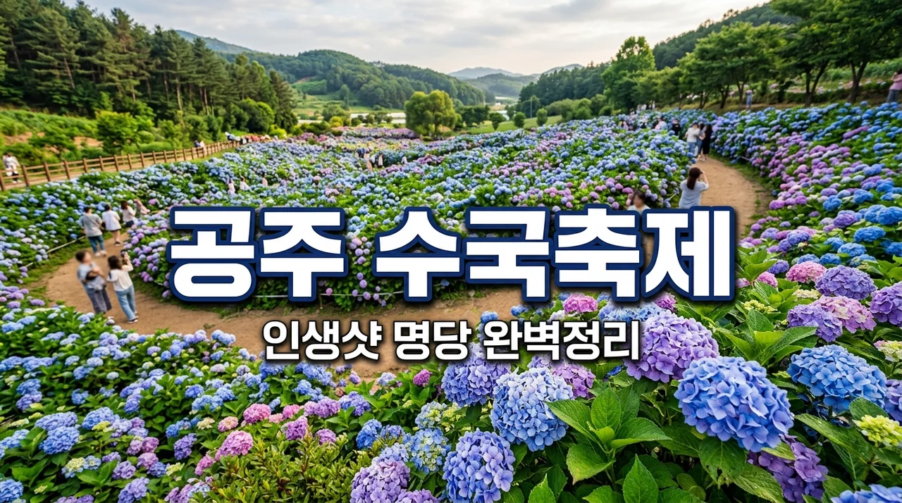 공주 수국축제 유구색동수국정원 개화상황 주차 포토존 완벽정리